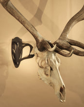 Load image into Gallery viewer, Skull Hooker® Get Your Head on Right!