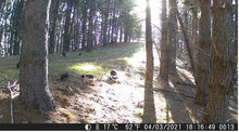 Load image into Gallery viewer, RL 4K DIGITAL TRAIL CAMERA 24 MP 2" LCD SCREEN